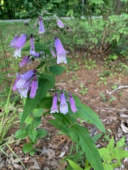 Penstemon canescens