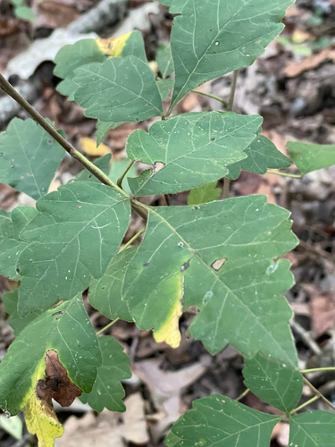 fragrant sumac
