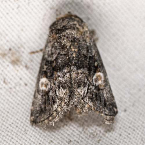 Copanarta aurea