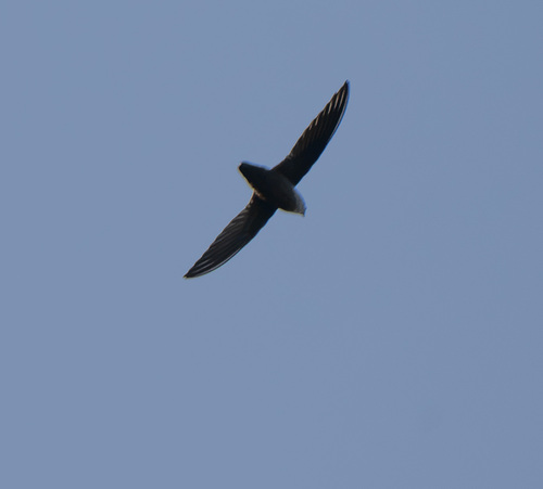 Chimney Swift observed by skueber