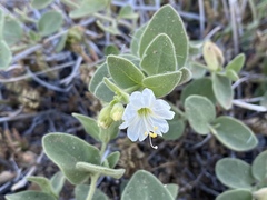 Acleisanthes