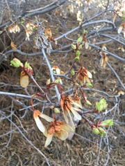 Acer glabrum