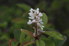 Amelanchier canadensis