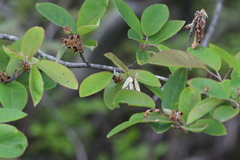 Amelanchier canadensis
