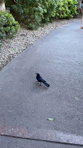 Great-tailed Grackle