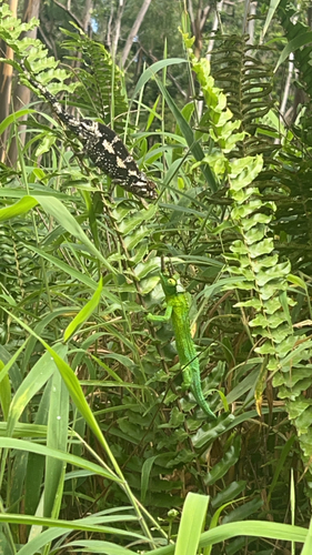 Trioceros jacksonii observed 2026-10-15