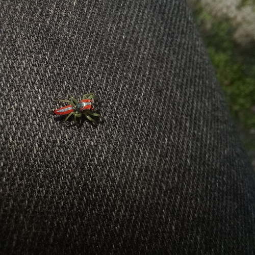 Ilargus coccineus