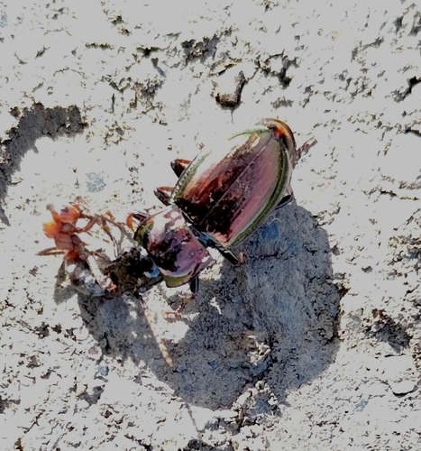 Pterostichus burmeisteri