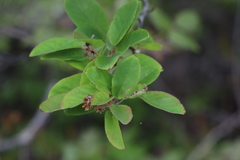 Amelanchier canadensis
