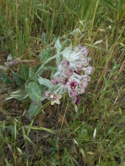 Asclepias californica