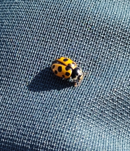 Notated Lady Beetle