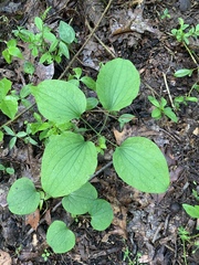 Smilax ecirrhata