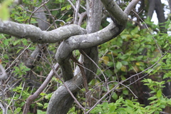 Amelanchier canadensis