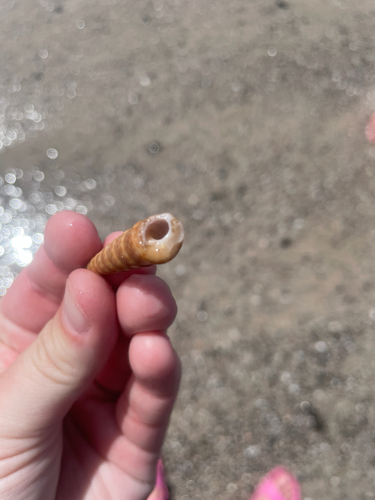 Turritella leucostoma observed 2026-10-15