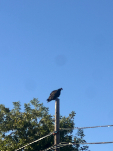 Turkey Vulture