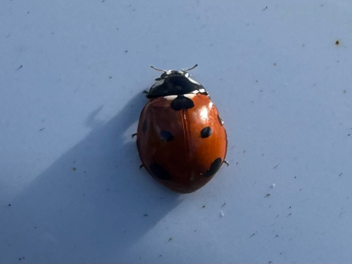 Coccinella septempunctata observed 2026-10-15