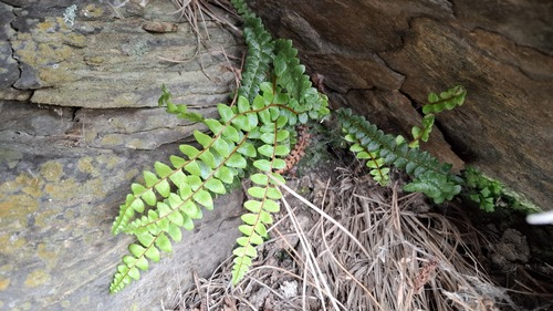 Austroblechnum penna-marina observed 2026-10-14