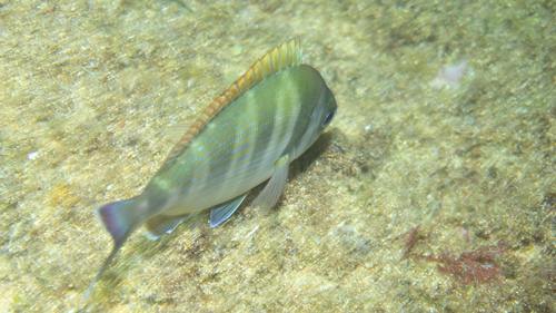 Cantharus observed 2026-10-15