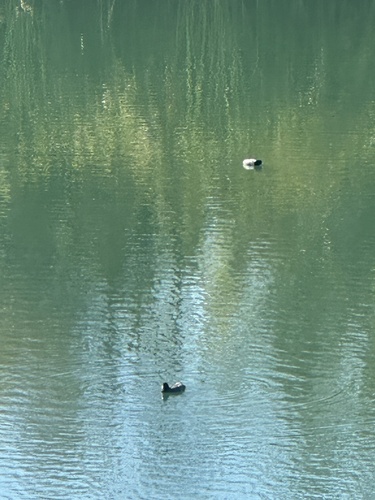American Coot