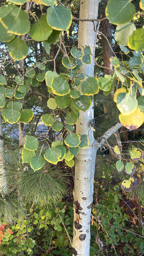 quaking aspen