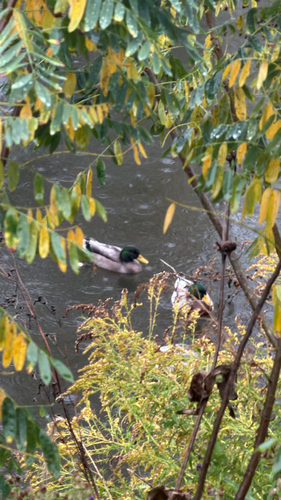 Mallard