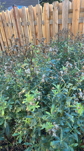 creeping thistle