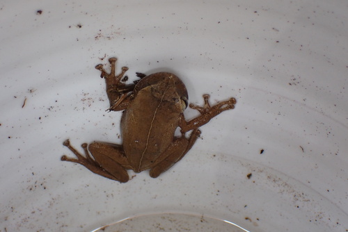 Eleutherodactylus coqui observed 2026-10-15