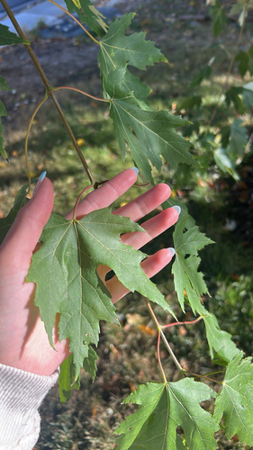 silver maple