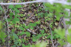 Amelanchier canadensis