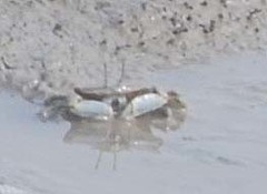 Macrophthalmus japonicus