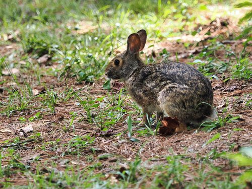 Swamp Rabbit observed by pauline34