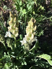 Oxytropis sericea