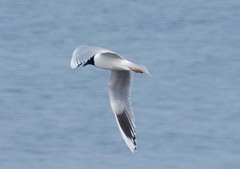 Saundersilarus saundersi