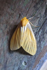 Pseudischnocampa nervosa