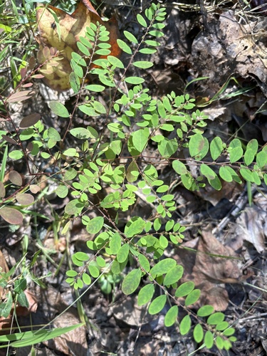 Phyllanthus caroliniensis observed 2026-10-14