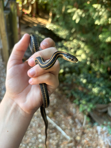 Northwestern Garter Snake