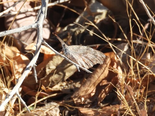 American Snout