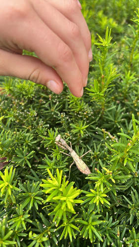 Carolina Mantis