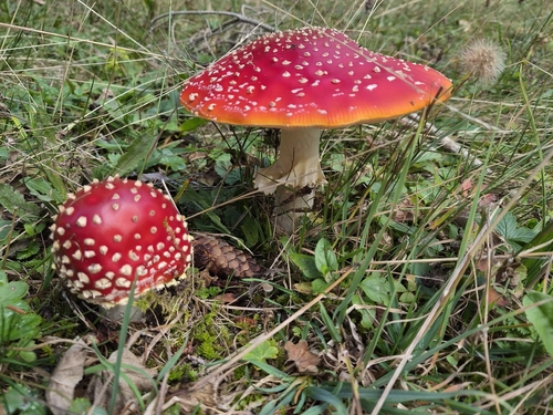 Fly Agaric