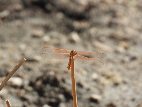 Flame Skimmer