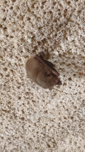 Tri-coloured Bat observed by blackberrycicada