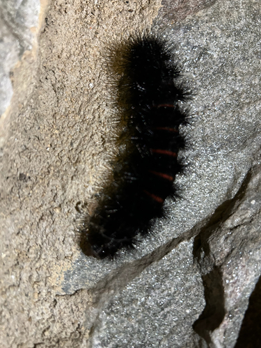 Giant Leopard Moth