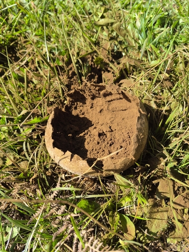 Mosaic puffball