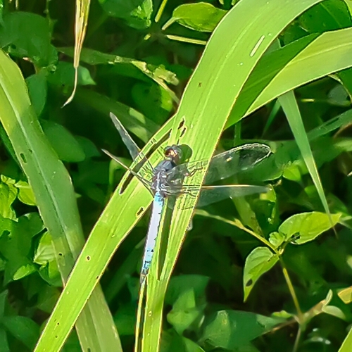 Blue Marsh Hawk