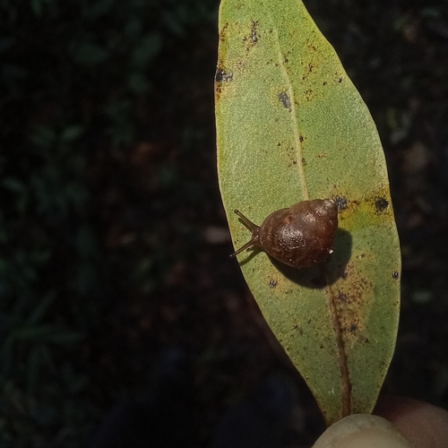 Rhinus ciliatus