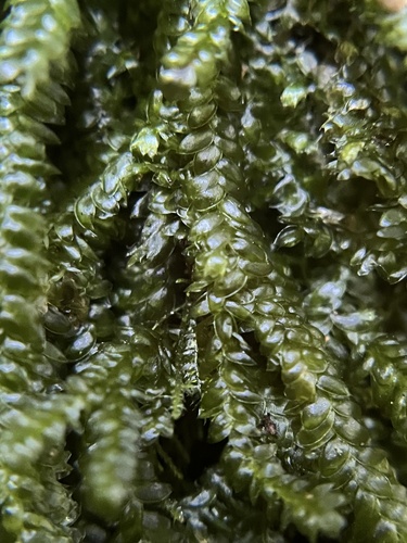 Plagiothecium denticulatum observed 2026-10-15