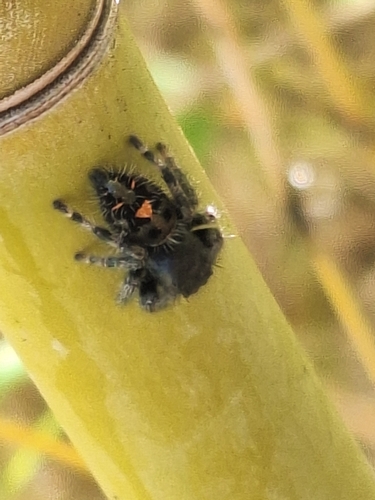 Bold Jumping Spider