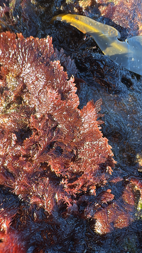 Plocamium cartilagineum observed 2026-10-13