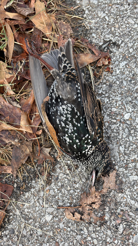 European Starling