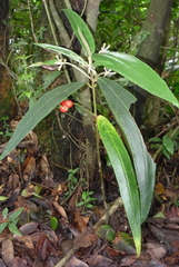 Ardisia crispa